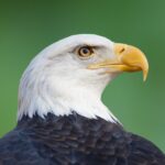 American Bald Eagle