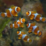 Clownfish or Anemonefish